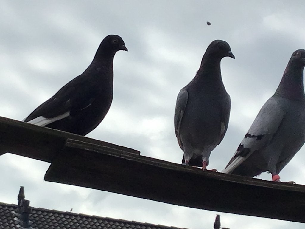 Te koop csapos hoogvliegers, Dieren en Toebehoren, Vogels | Duiven, Meerdere dieren, Overige soorten