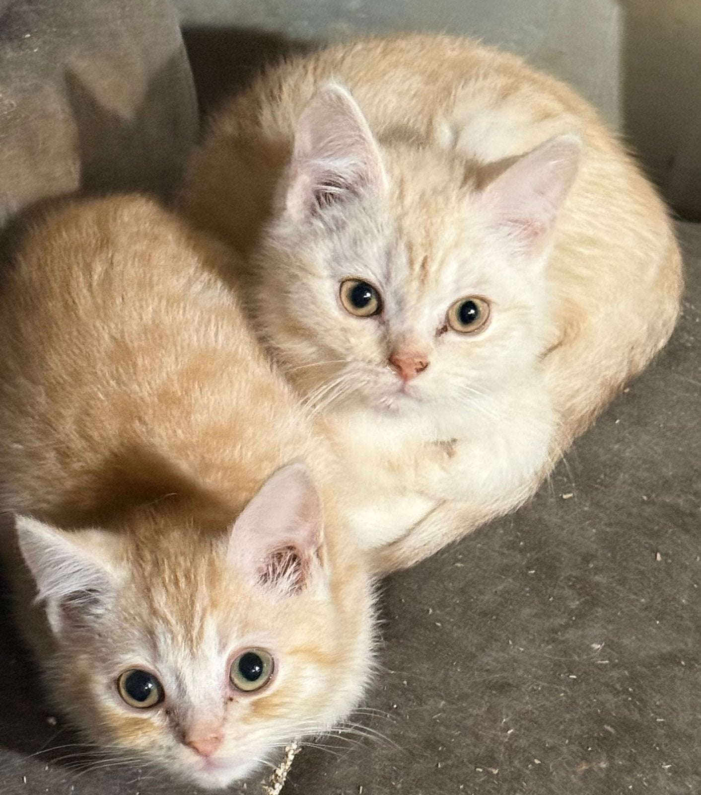Mooie kittens