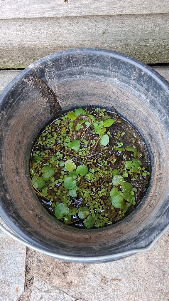 Gratis drijfplanten vijver/aquarium, Ophalen, Volle zon, Vaste plant, Bloeit niet