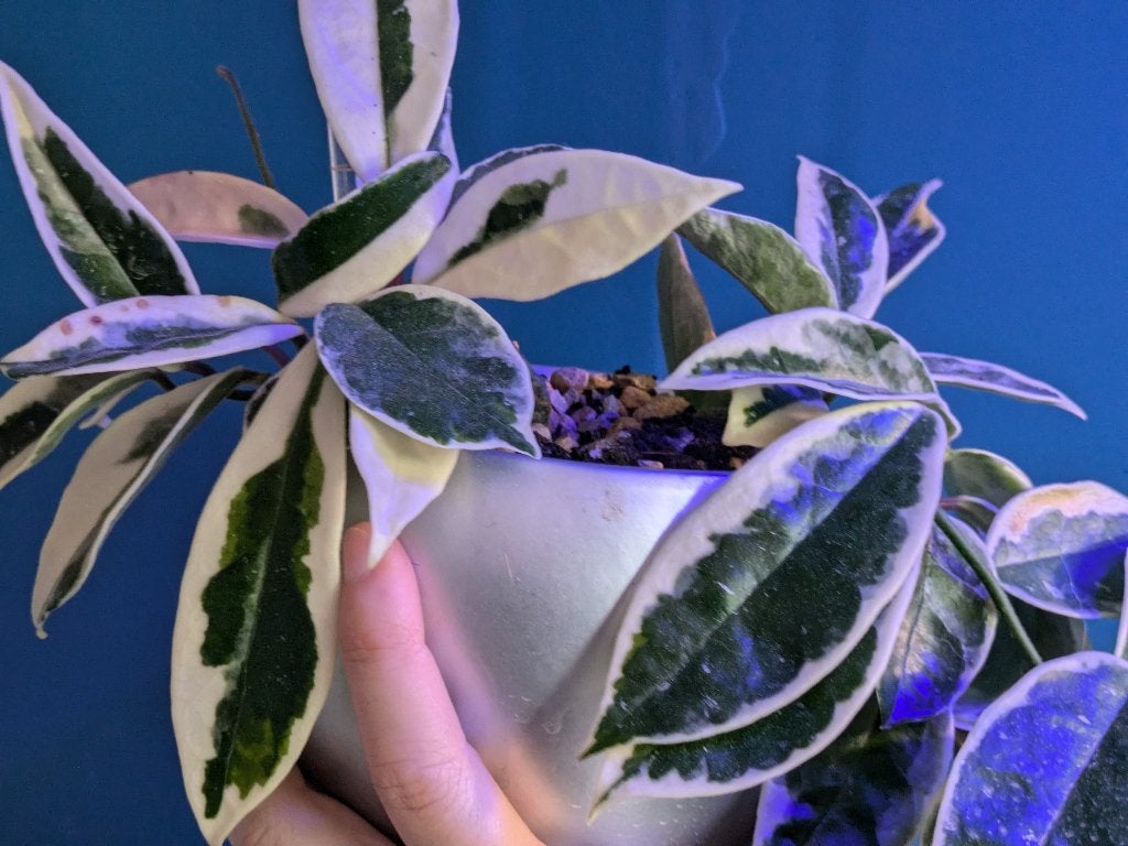 Hoya Carnosa Krimson Queen stek, Huis en Inrichting, Ophalen of Verzenden, Halfschaduw, Minder dan 100 cm
