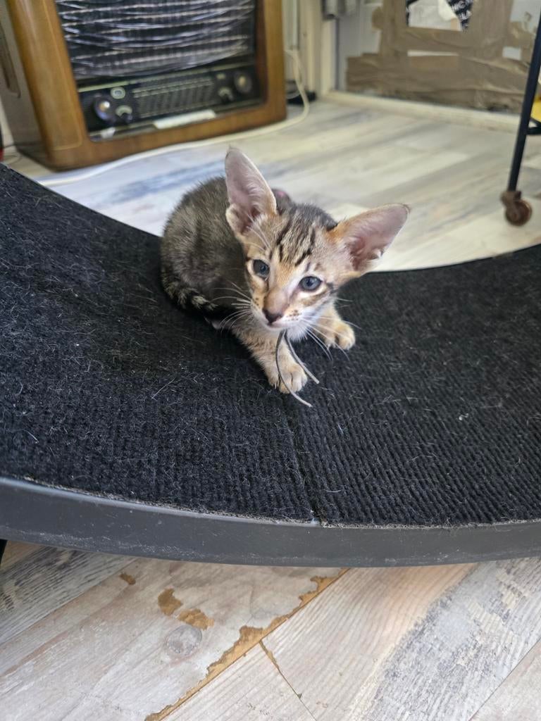Oosterse Korthaar kittens, Dieren en Toebehoren, Meerdere dieren, Ontwormd