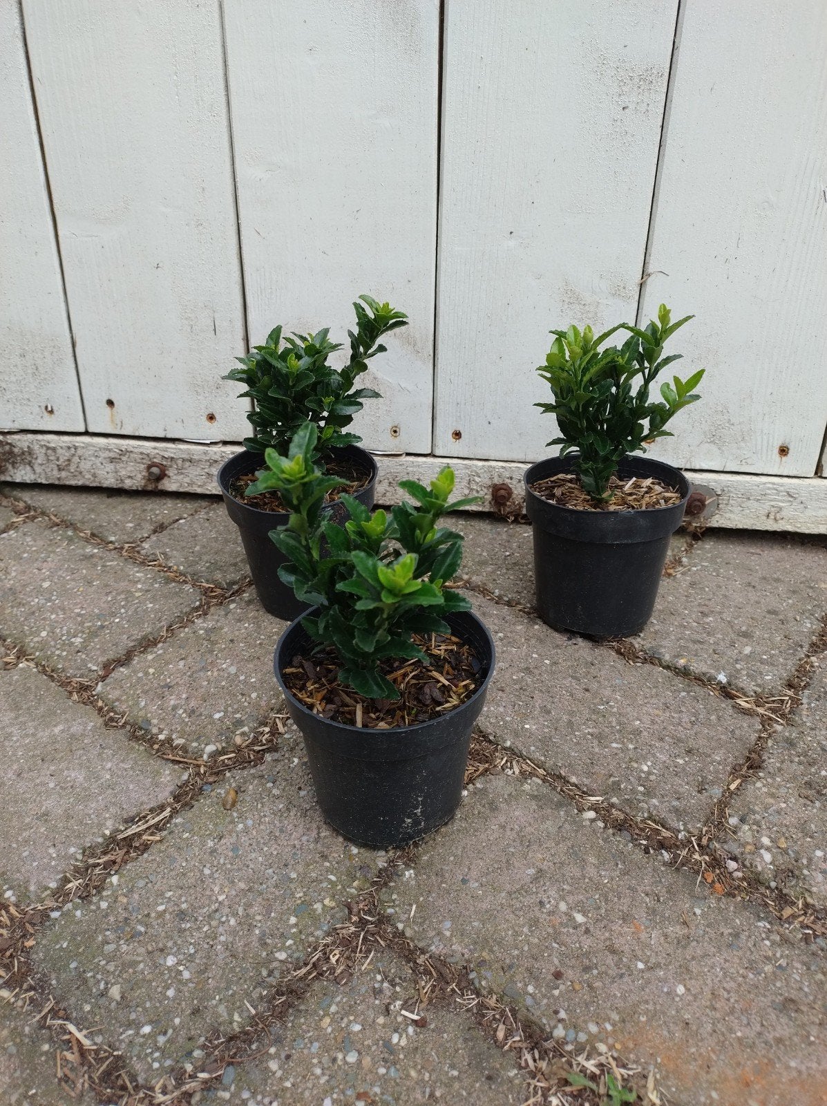 buxusvervanger. euonymus japonicus Jean Hugues. prachtige P9, Tuin en Terras, Overige soorten, Vaste plant, Ophalen of Verzenden