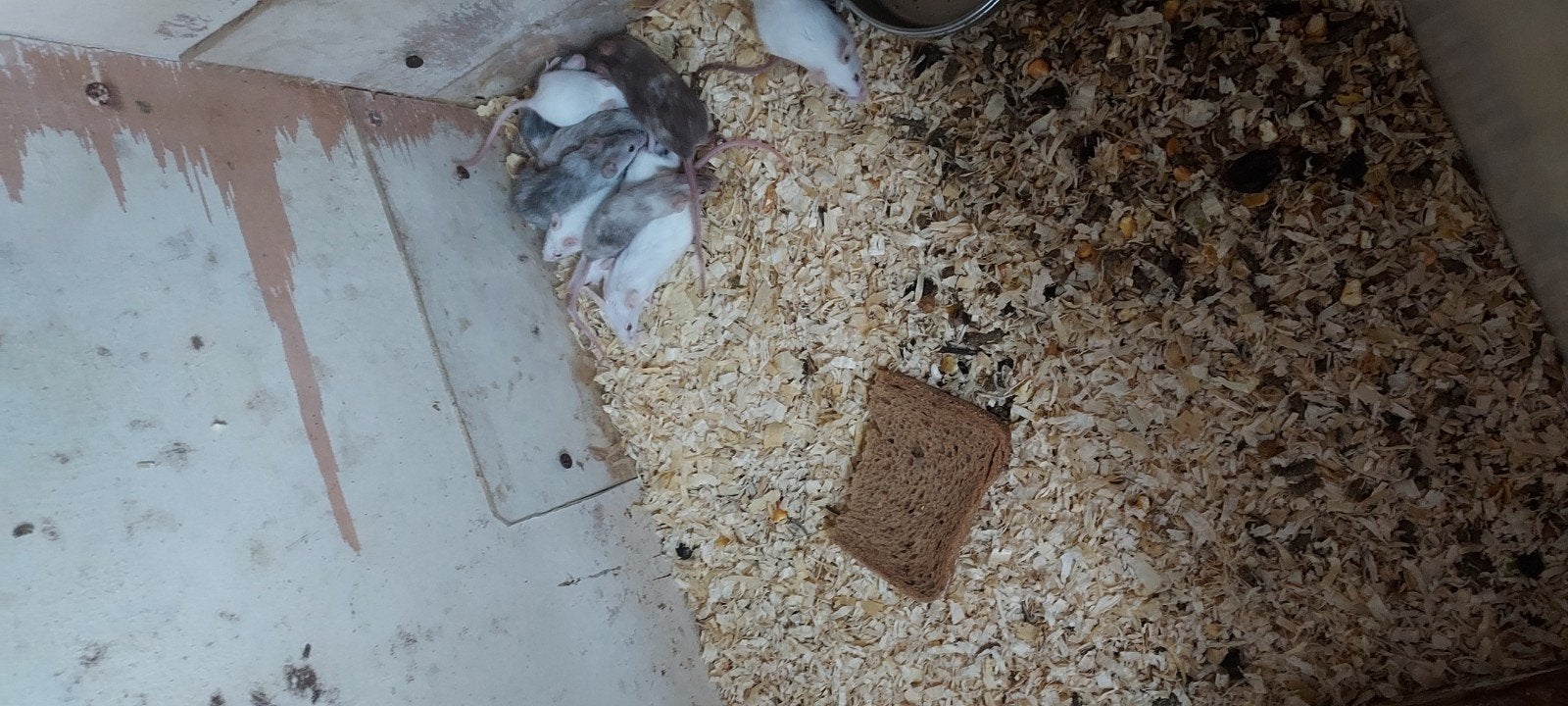 muizen, Augustus, Meerdere dieren, Muis