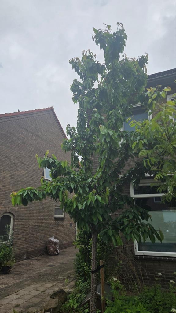 Kersenboom ca 6m hoog, Overige soorten, Lente, 400 cm of meer, Ophalen