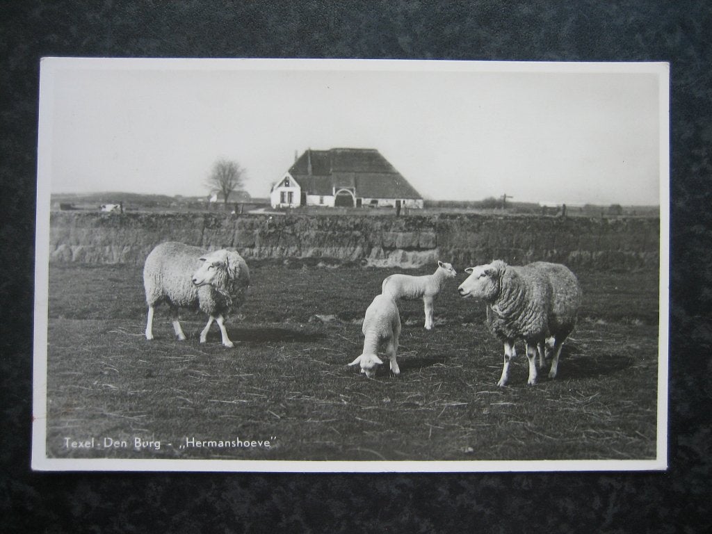 DEN BURG  Texel Hermanshoeve en schapen, Ophalen of Verzenden, 1940 tot 1960, Waddeneilanden