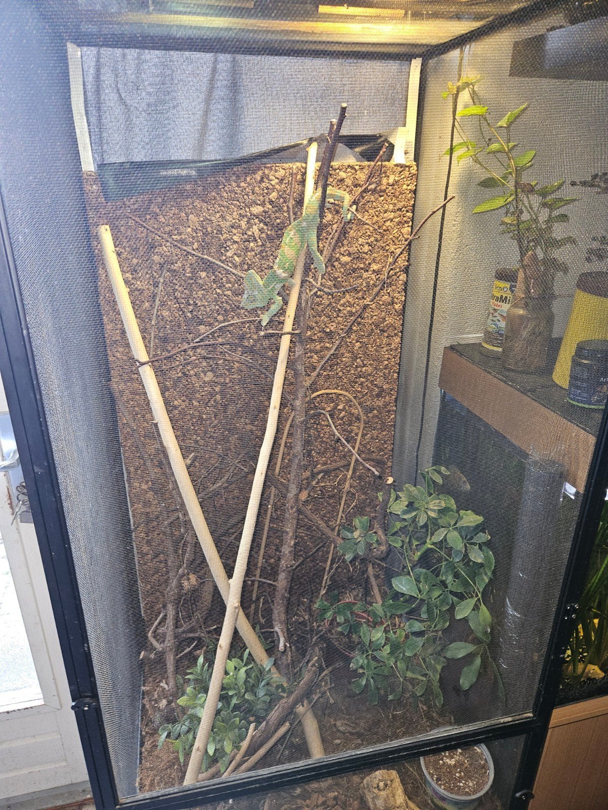 kameleon plus terarium, Ophalen