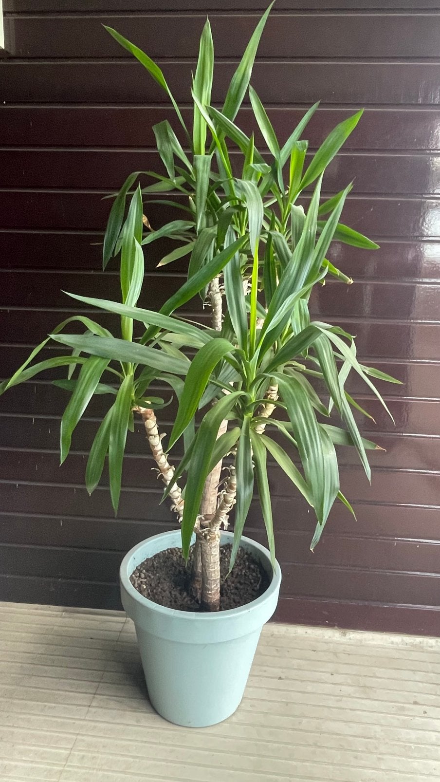 Yucca Palm, Ophalen, Volledige schaduw, Palm, In pot