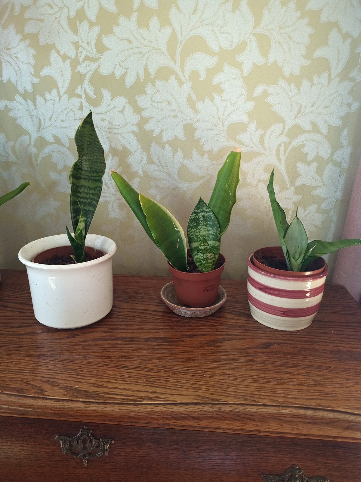 Sansevieria /vrouwentong, Ophalen of Verzenden, Halfschaduw, Minder dan 100 cm