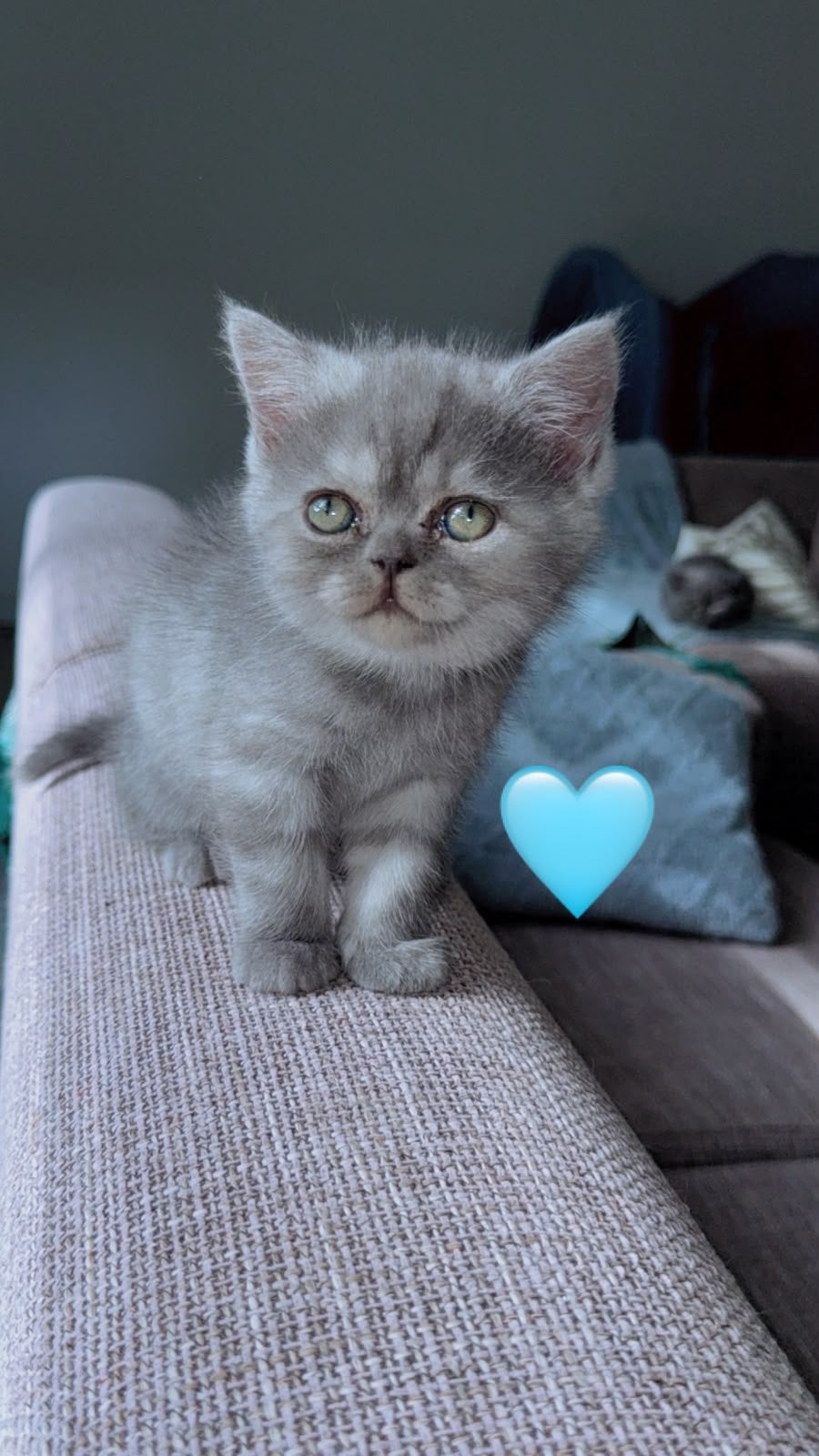 2 prachtige kittens zoeken een liefdevol thuis, Dieren en Toebehoren, Meerdere dieren, 0 tot 2 jaar