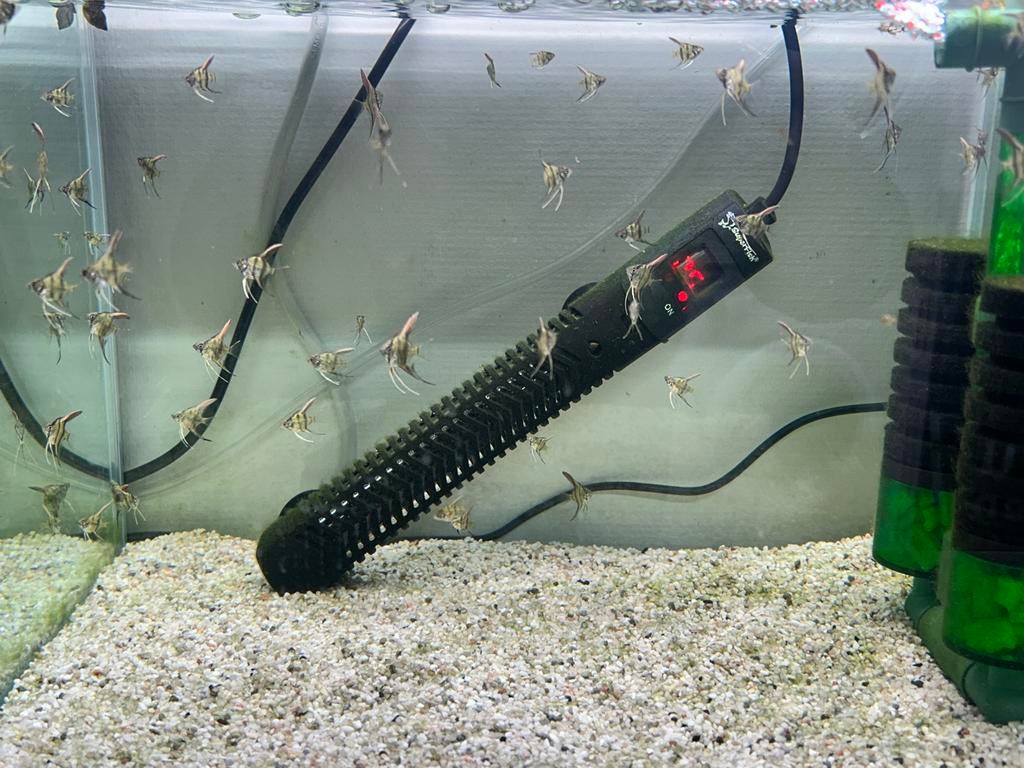 Pterophyllum Scalara wild kleur, Dieren en Toebehoren, Vissen | Aquariumvissen, Vis, Zoetwatervis