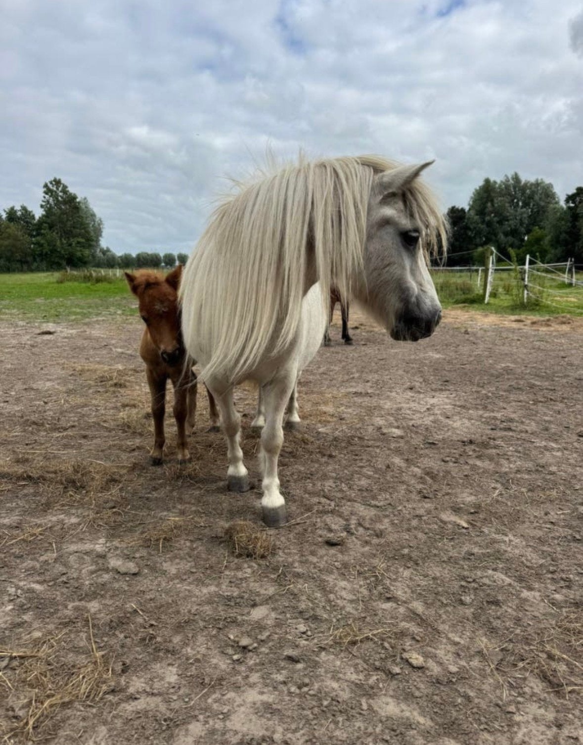 2j welsh hengst, 3 shets +merrie veulens, Minder dan 160 cm, Met stamboom, Dressuurpaard, 3 tot 6 jaar