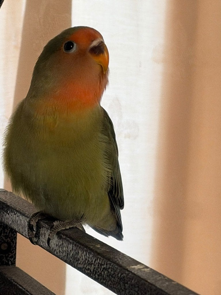 Jonge Agapornis van bijna 3 maanden zoekt een fijn thuis, Dieren en Toebehoren, Geslacht onbekend, Dwergpapegaai of Agapornis