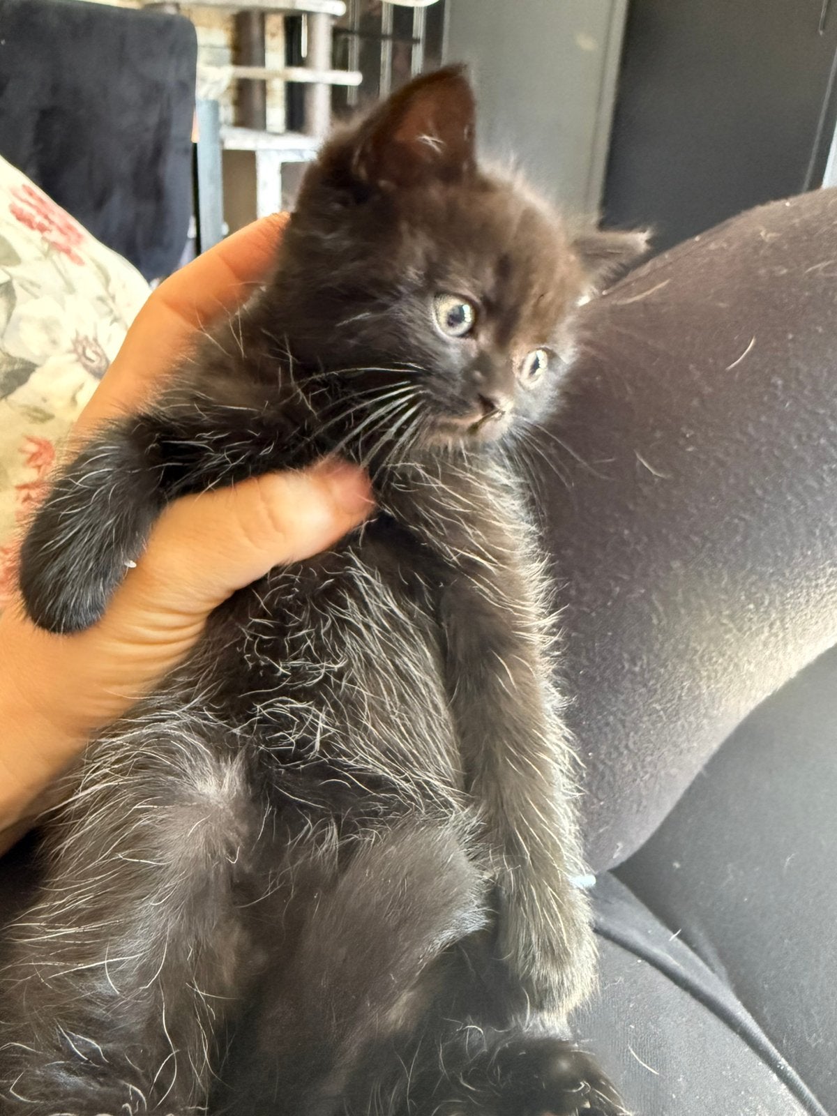 Britsekorthaar kittens zwart/bruin, Poes, Ontwormd, 0 tot 2 jaar