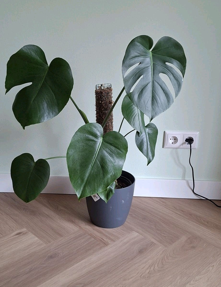 Monstera Deliciosa - Grote Kamerplant, Ophalen, Overige soorten, Halfschaduw, In pot
