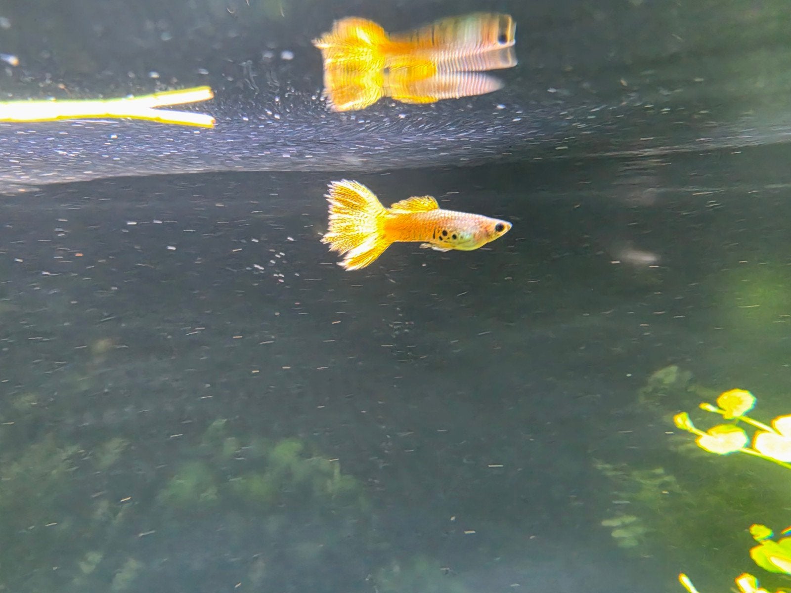 guppies