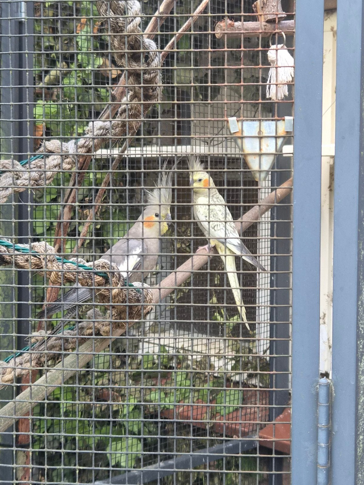 2 koppels valkparkieten, Dieren en Toebehoren, Meerdere dieren, Parkiet