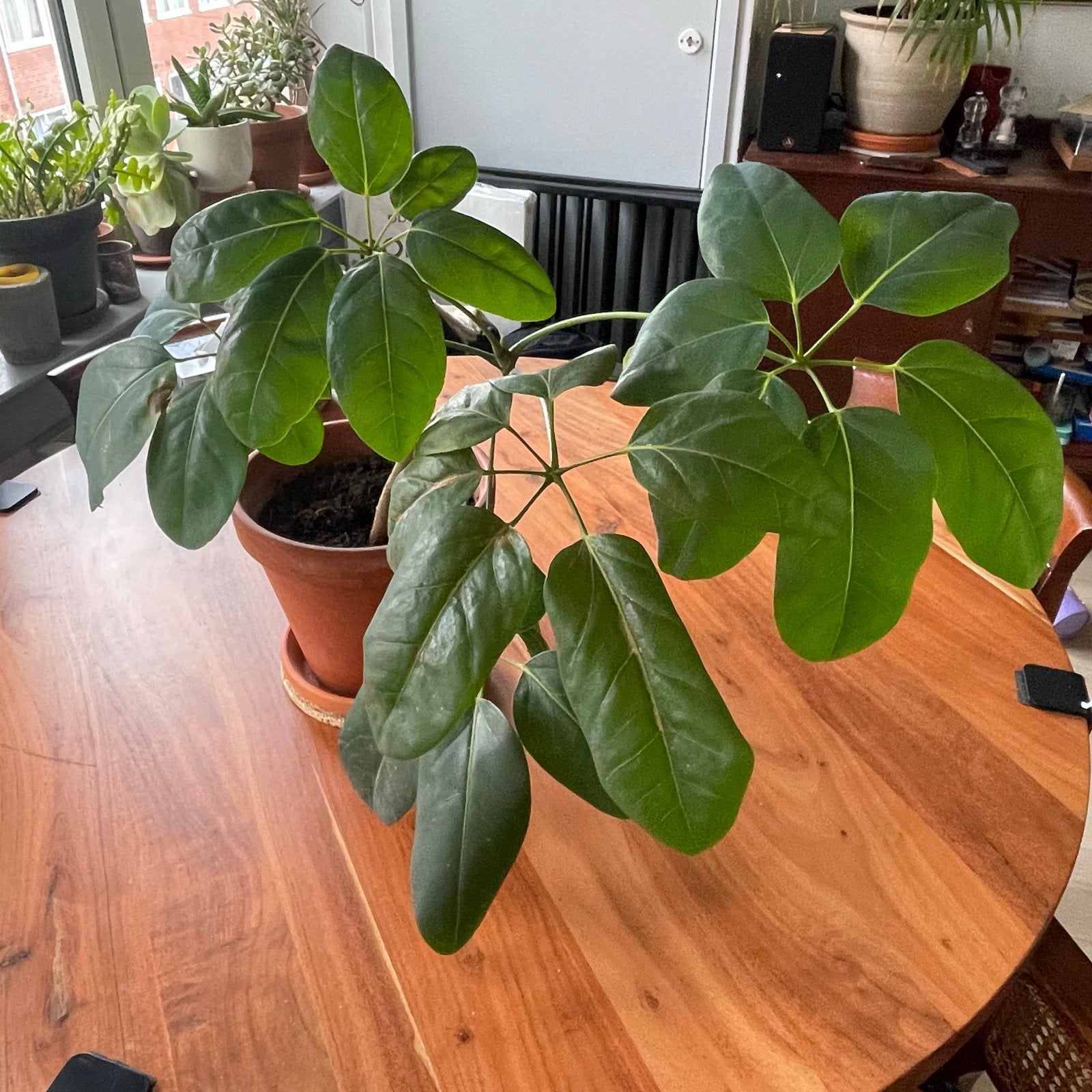 Schefflera vingerboom kamerplant inclusief pot, Ophalen, Overige soorten, Halfschaduw, In pot