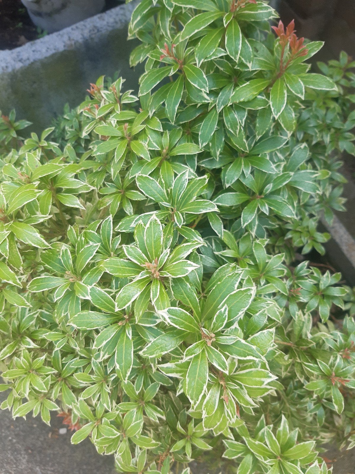 Pieris Japonica 'Little Heath' - Japanse Andromedaboom, Ophalen