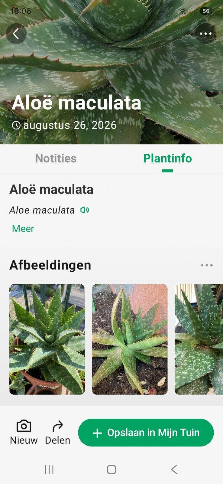 Aloë maculata stekken, Eén persoon