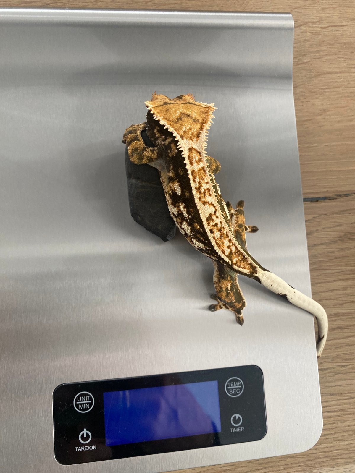 Twee wimpergekko’s (Correlophus ciliatus) Crested Gecko photo 2