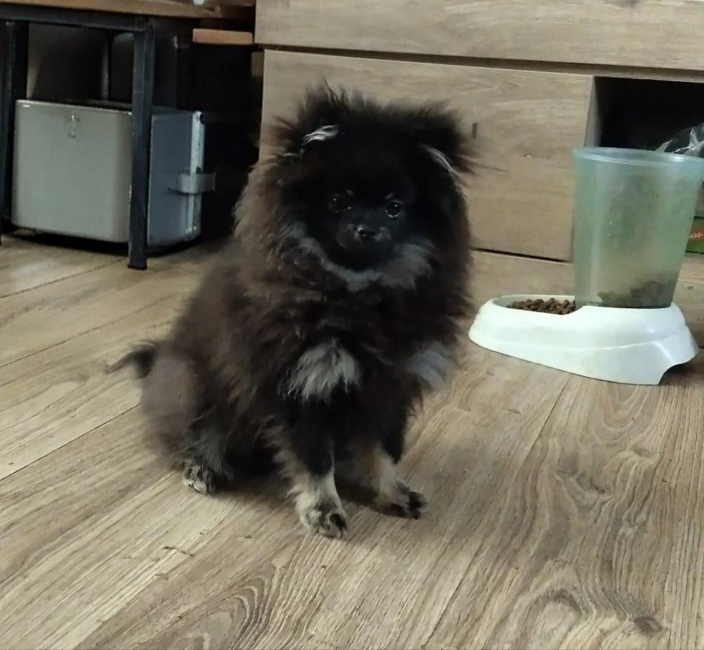 Mooie lieve sociale black and Tan pomeranian pup (Teefje), Parvo, Keeshond, 15 weken tot 1 jaar, Teef