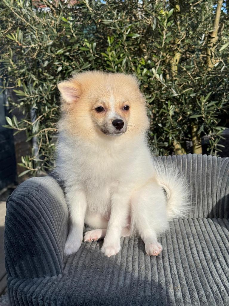 Pomeriaan/ Klein Kees teefje, Dieren en Toebehoren, Honden | Poolhonden, Keeshonden en Oertypen, Parvo, Keeshond, 15 weken tot 1 jaar