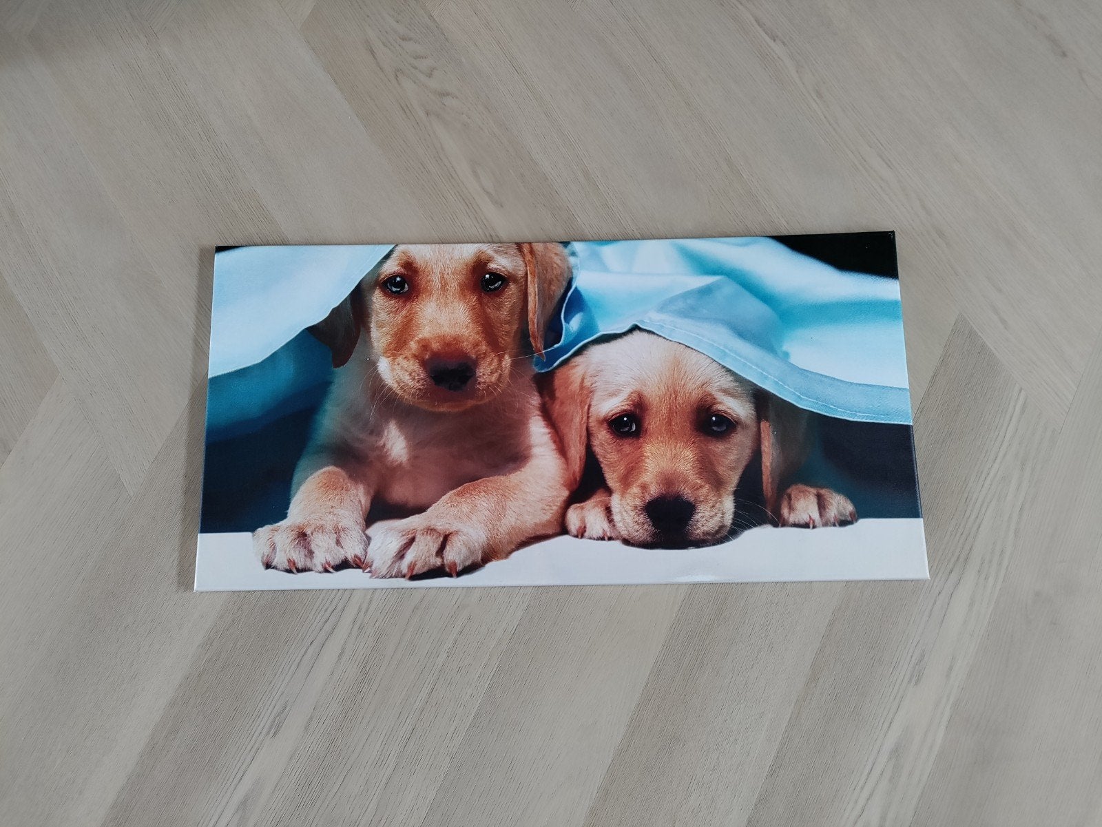 Schilderij met puppy's onder een deken, Antiek en Kunst, Kunst | Schilderijen | Modern, Ophalen of Verzenden