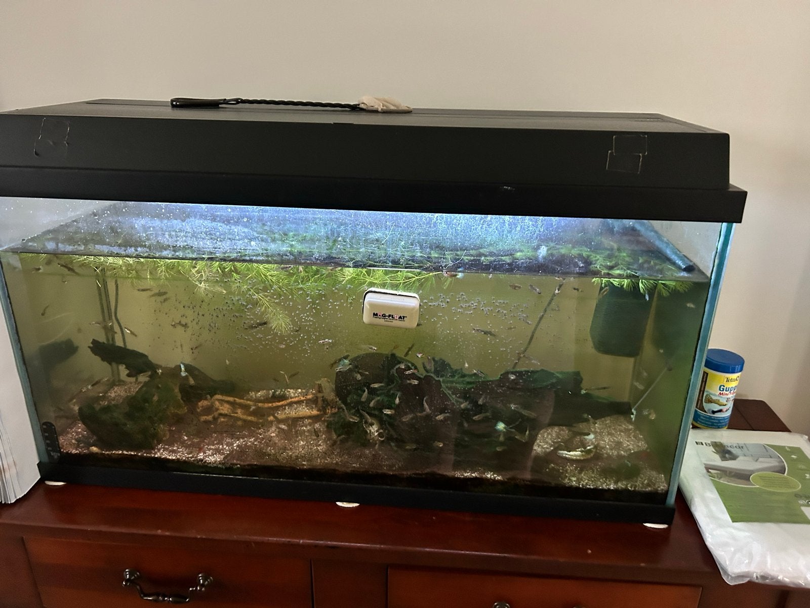 Aquarium met led 80x30x47cm en >50 guppies incl toebehoren, Ophalen, Inclusief vissen, Gevuld zoetwateraquarium