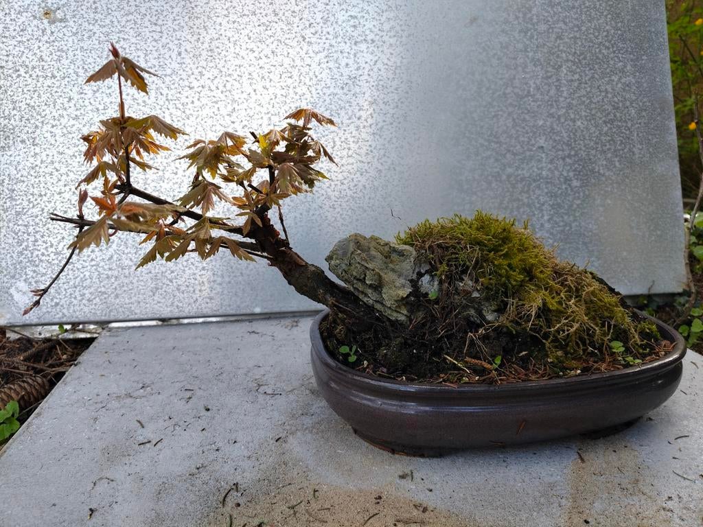 Chinese Esdoorn Pré Bonsai -, Tuin en Terras, Ophalen, Overige soorten, Halfschaduw