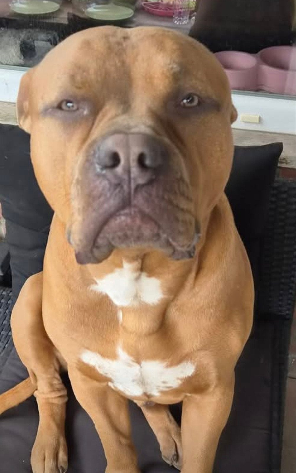 Dek reu..  XL Bully, CDV (hondenziekte), 1 tot 2 jaar, Eén hond, Nederland