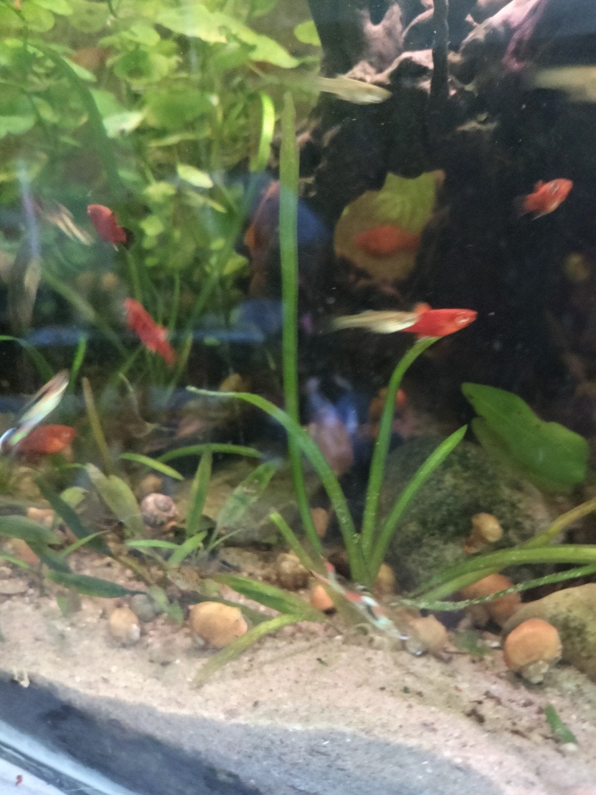 jonge platy.s  1.00 per stuk 6 voor 5 euro, Vis