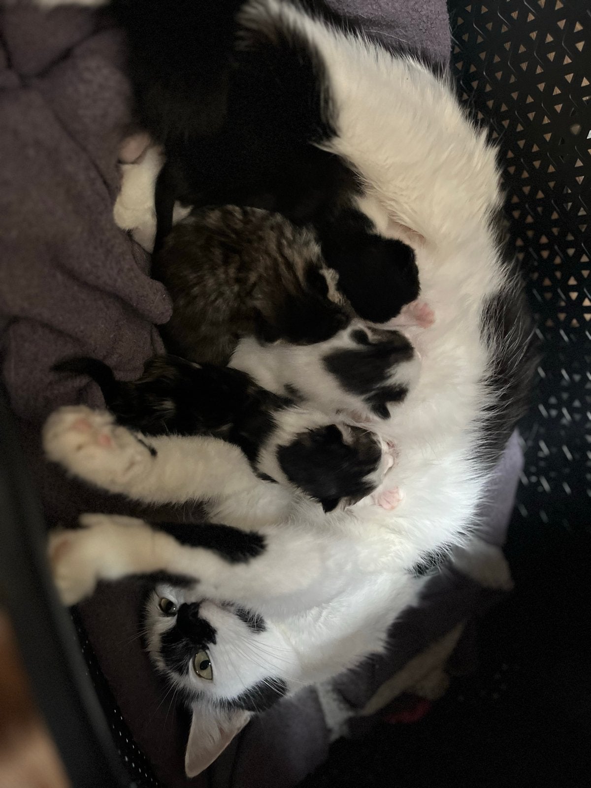 Kittens, Geslacht onbekend, 0 tot 2 jaar