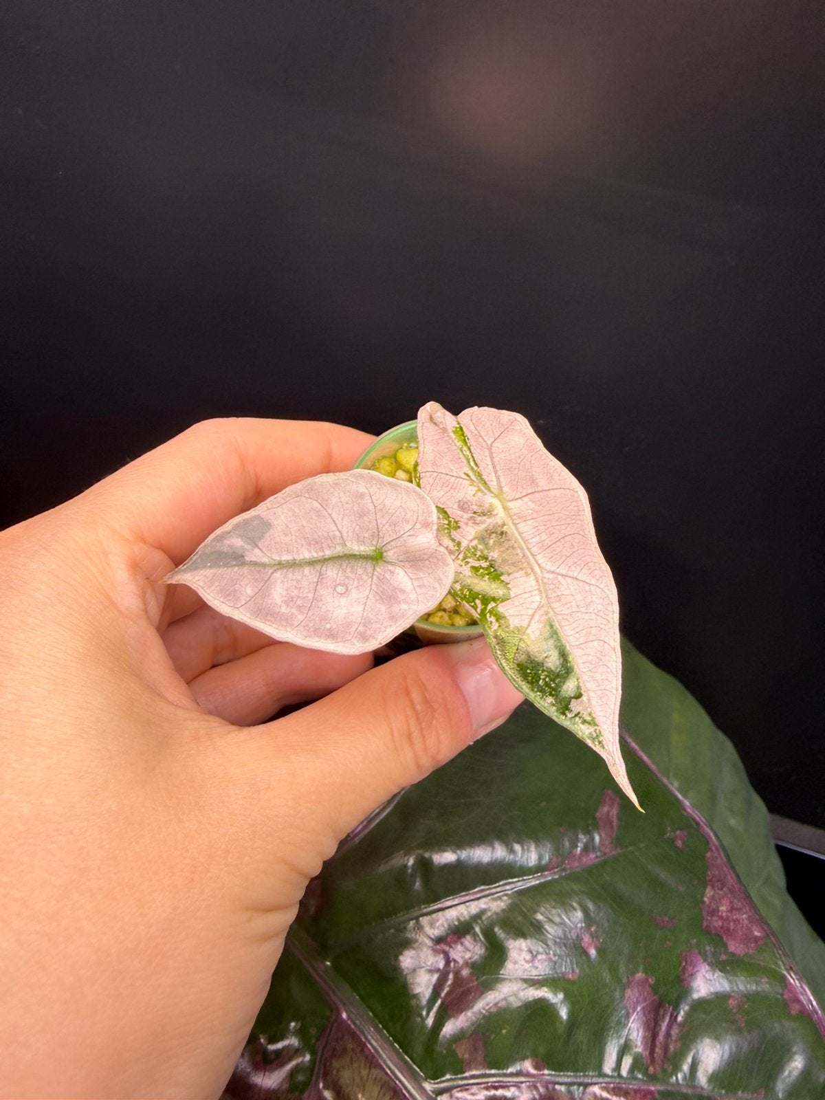 Alocasia Polly Pink, Verzenden