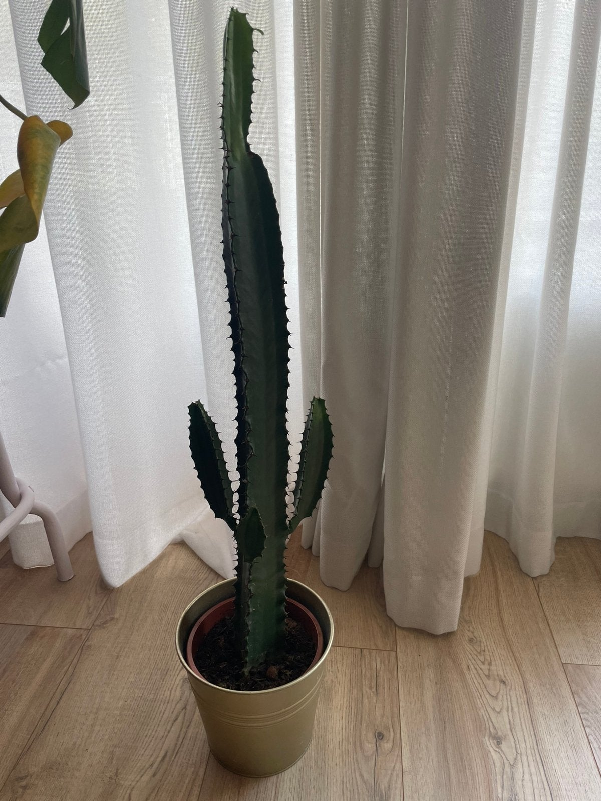 Cowboy  cactus, Ophalen, Cactus, Volle zon, Minder dan 100 cm