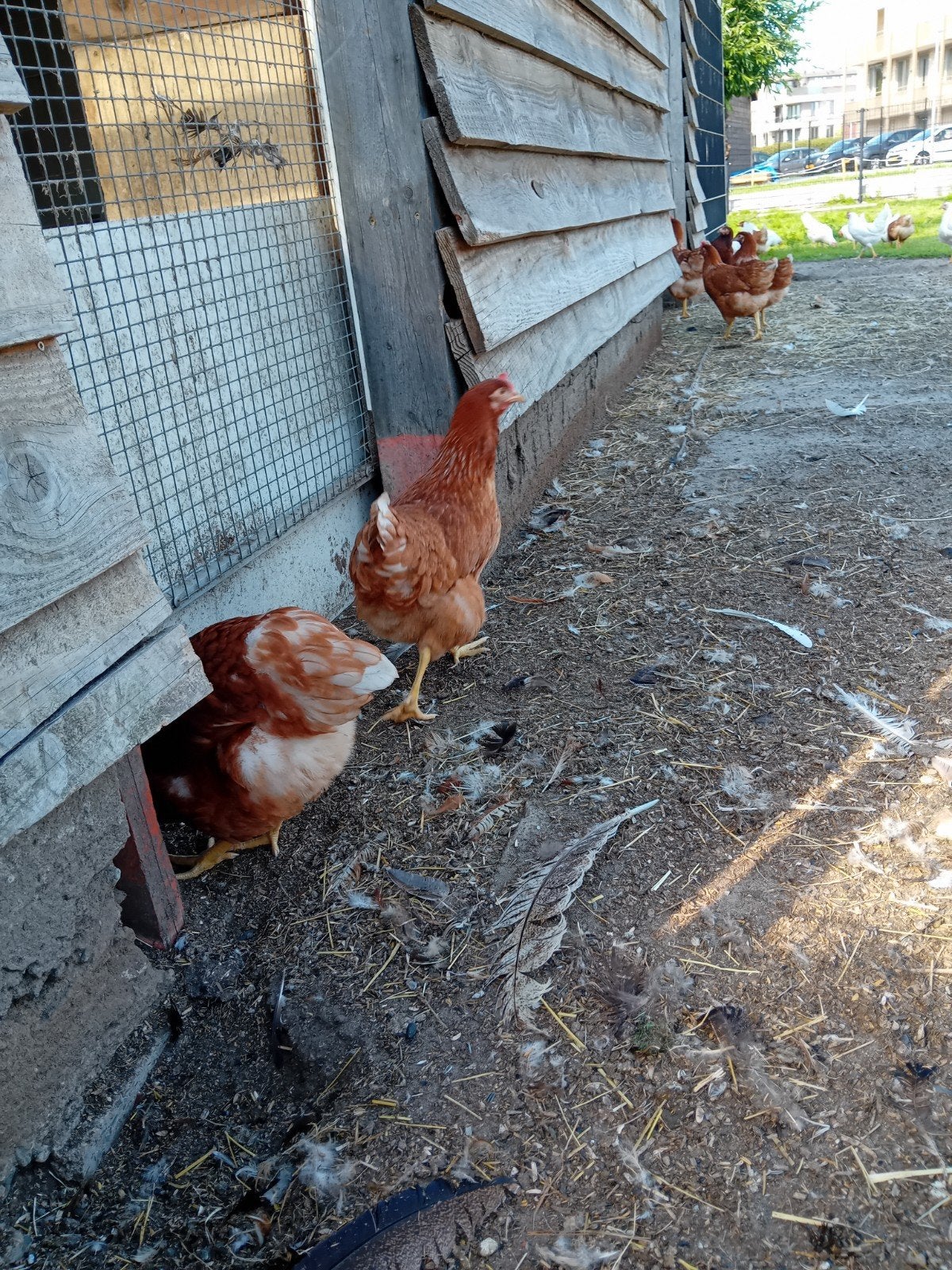 Jonge legkippen, lohman en witte leghorn. Rond de 18 weken ., Vrouwelijk, Kip