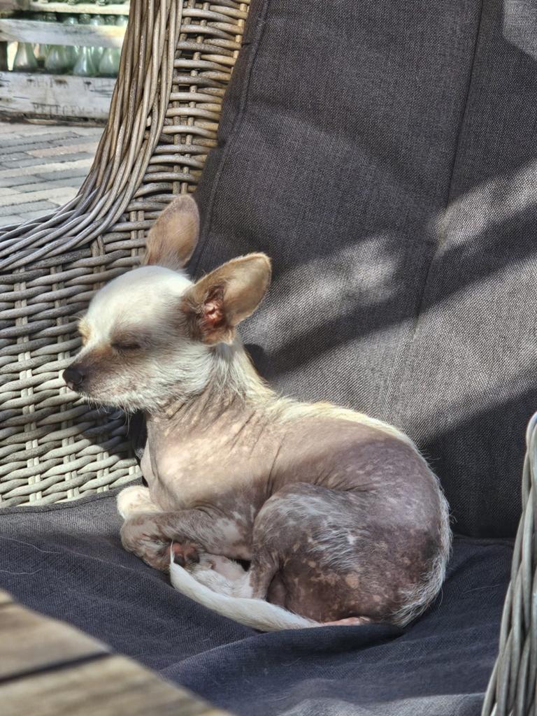 Kleine naakthond dekreu ., Reu, 1 tot 2 jaar, Parvo, Eén hond