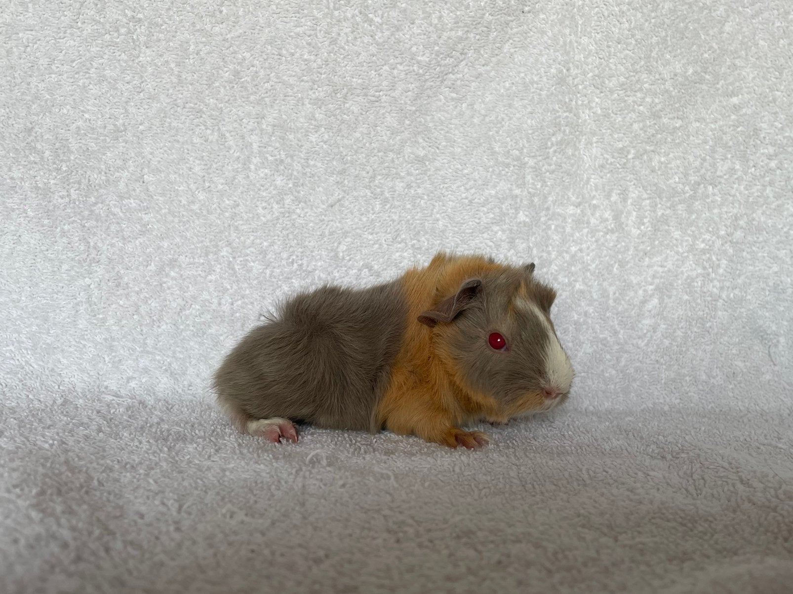 Lilac-saffraan-wit peruvian cavia beertje, Dieren en Toebehoren, Mei, Mannelijk, Cavia