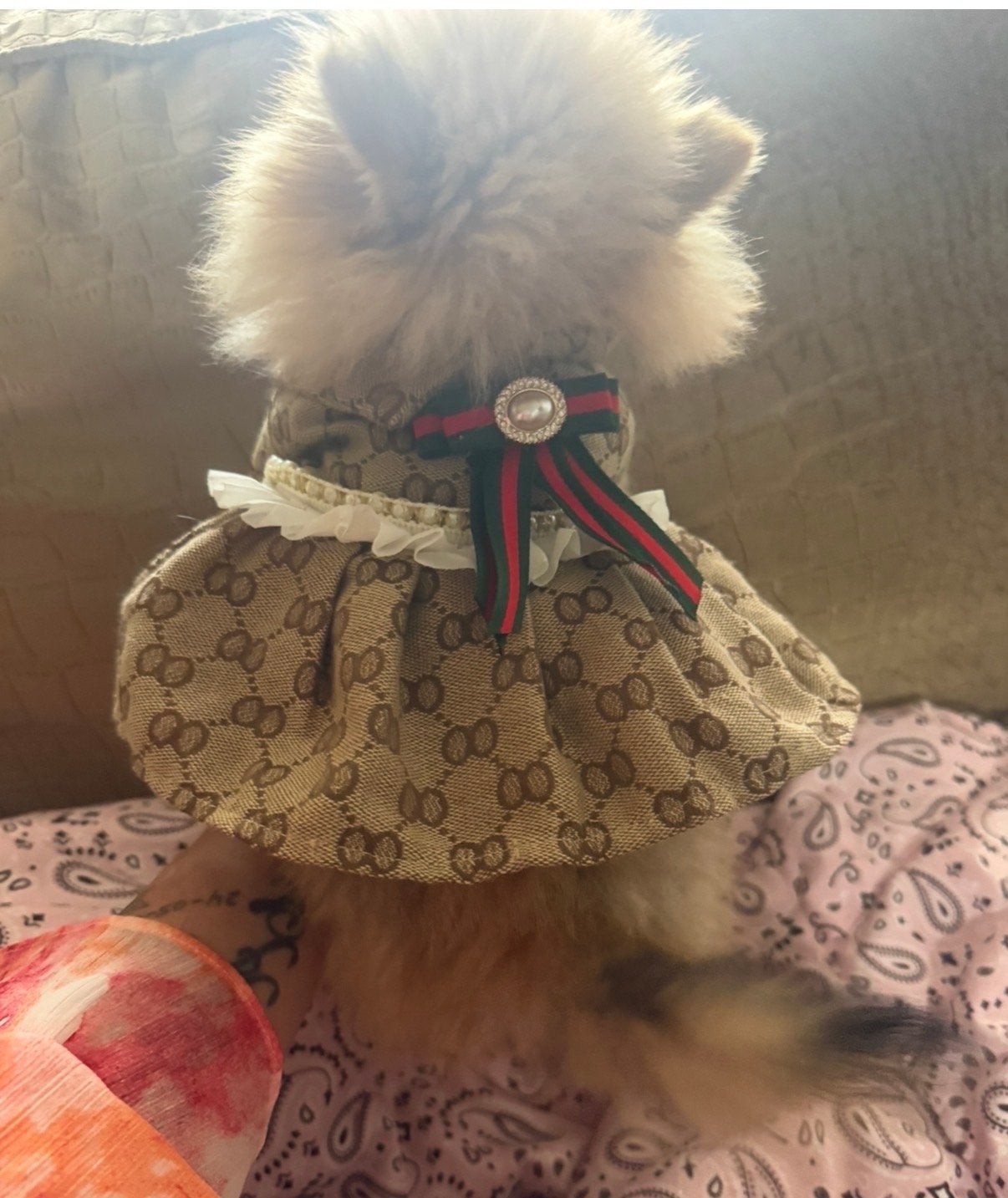 Mini bearface Pomeriaan 12 weken teefje, Keeshond, 8 tot 15 weken, Teef, Parvo
