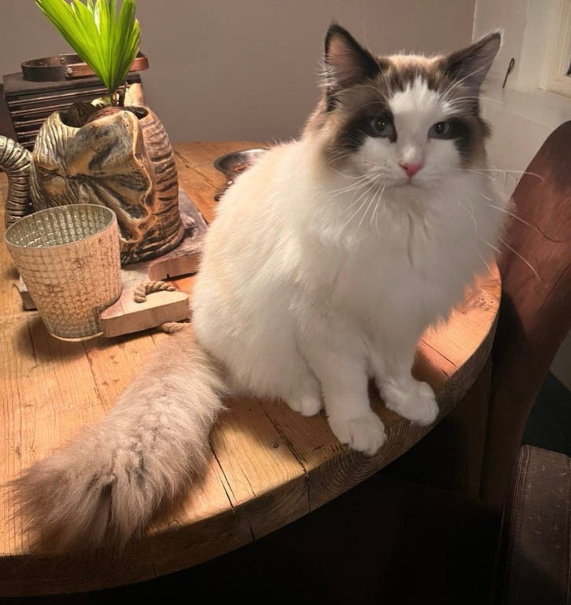 Lieve Ragdoll kater, Dieren en Toebehoren, Kater