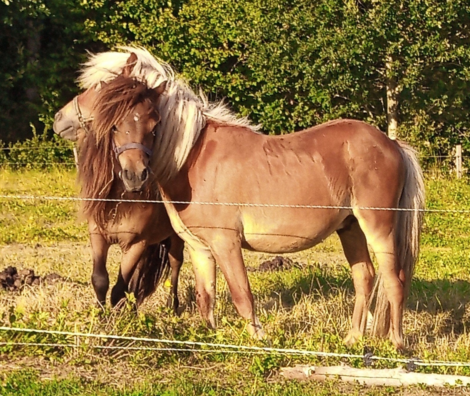 Shetland hengstje's 1 jaar, Hengst, A pony (tot 1.17m), Recreatiepony, 0 tot 2 jaar