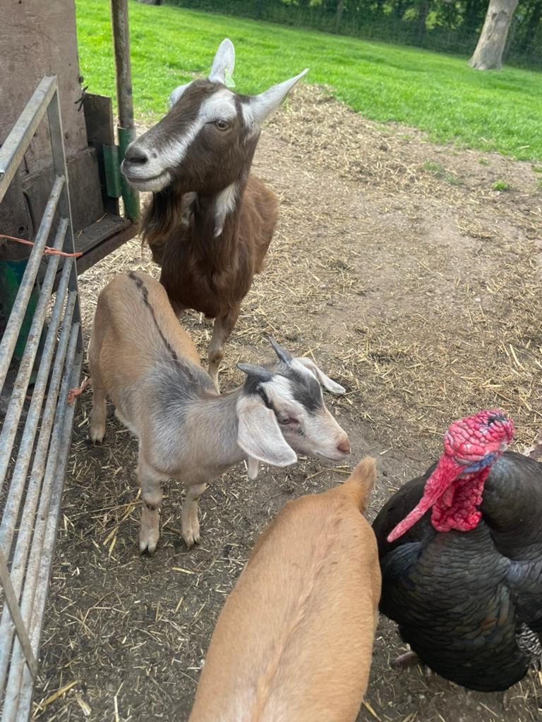 Geiten, Dieren en Toebehoren, Schapen, Geiten en Varkens, Vrouwelijk, Geit, 0 tot 2 jaar
