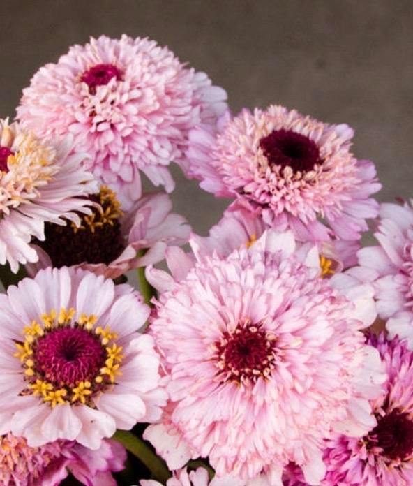 Zinnia zinderella lilac plantje, Tuin en Terras, Planten | Tuinplanten, Overige soorten, Volle zon, Eenjarig, Ophalen of Verzenden