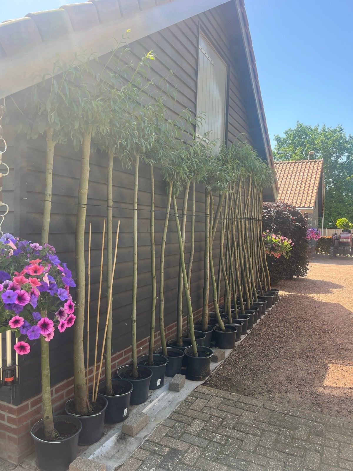 Knotwilgen 1 en 2 jaar oud in pot, Overige soorten, Lente, 250 tot 400 cm, Ophalen