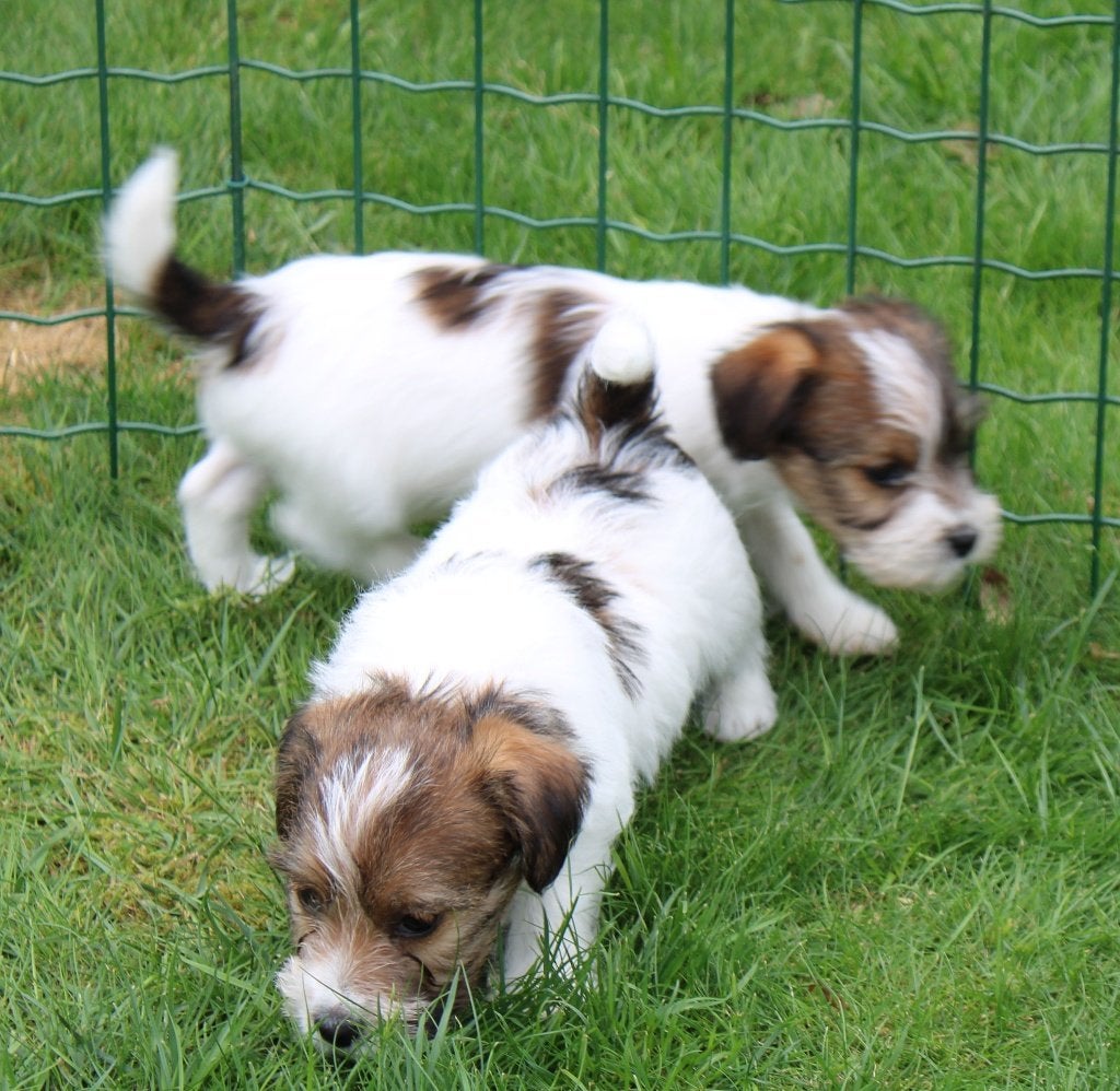 Ruwhaar Jack Russel pups met stamboom, Nederland, Jack Russell Terriër, 8 tot 15 weken, Meerdere