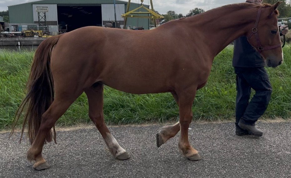 Kwaliteitsvolle 10-jarige Welsh Cob merrie, Dieren en Toebehoren, Merrie, Met stamboom, Niet van toepassing, 7 tot 10 jaar