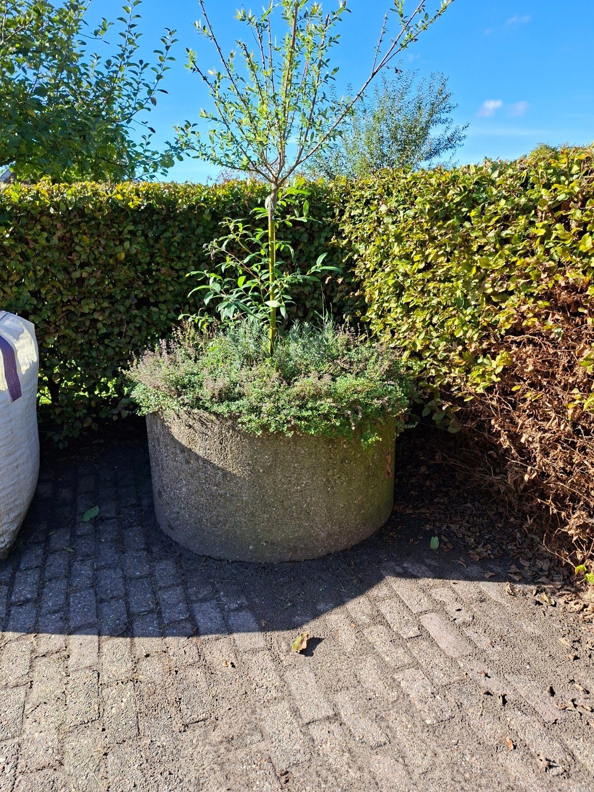 Grote ronde bloembak van beton, Tuin en Terras, Ophalen, Gebruikt, 100 cm of meer, Rond