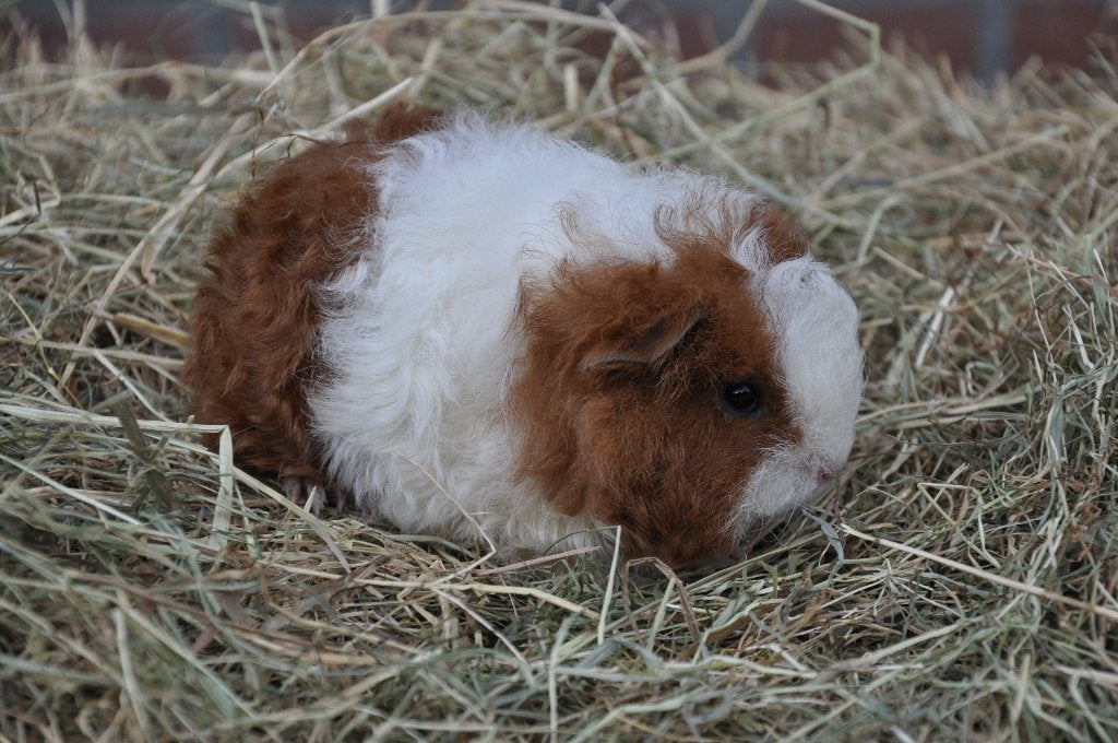 Jong tessel cavia rood wit 2, Dieren en Toebehoren, Cavia, Augustus, Mannelijk, Tam