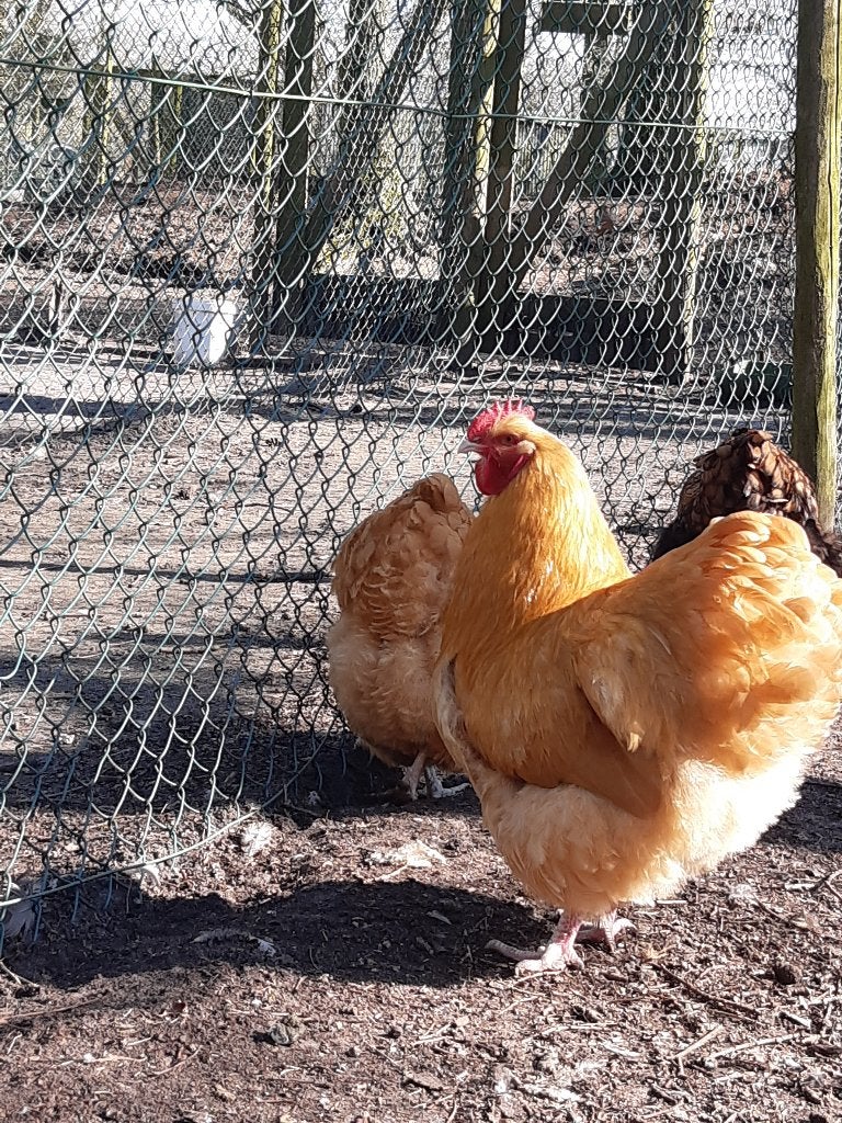 orpington buff groot broedeieren, Dieren en Toebehoren, Geslacht onbekend, Kip