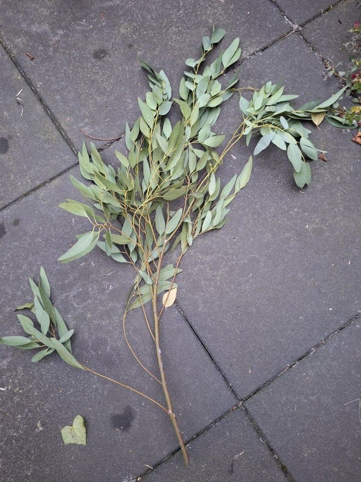 Takken eucalyptus, Tuin en Terras, Ophalen, Overige soorten, Volle zon