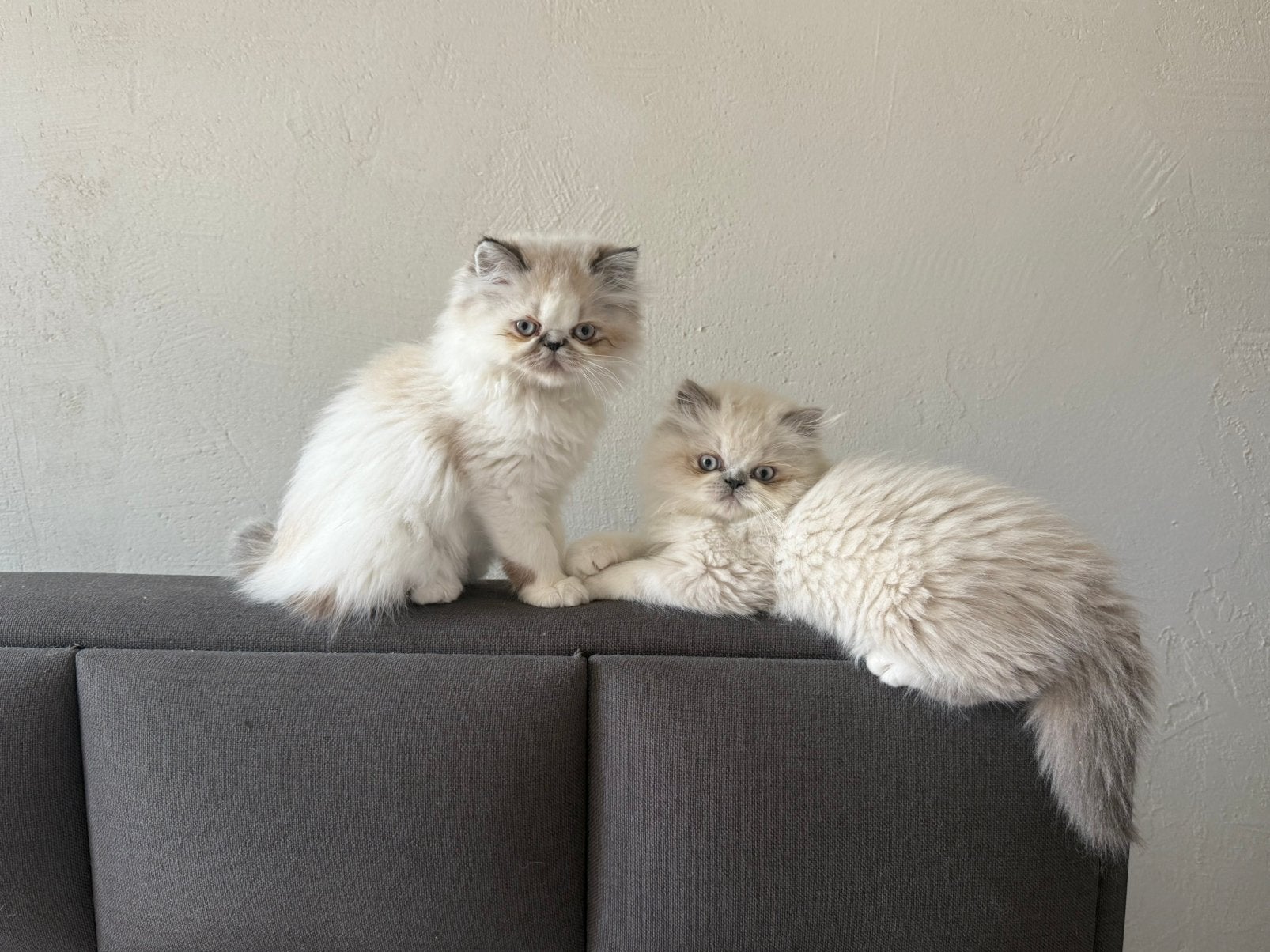 Persian lange haar kittens 100% persian, Meerdere dieren, Met stamboom